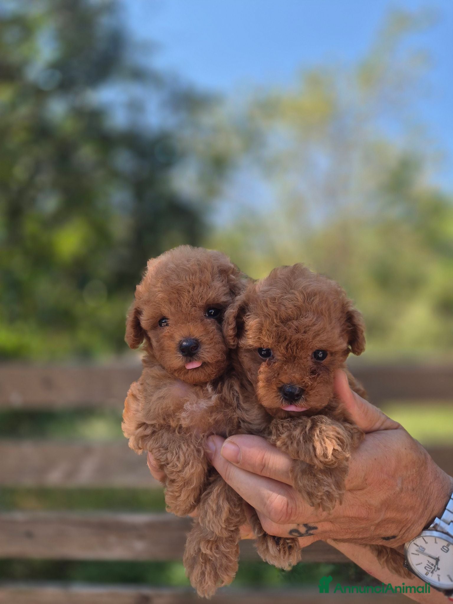 Barboncino cani Barboncini nani maschietti - Annuncio 2