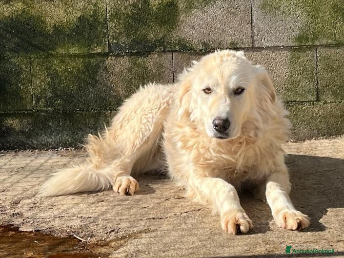 Meticcio cani SOLE sui 6anni tranquillo e pacato a Provincia di Lucca - Annuncio 21