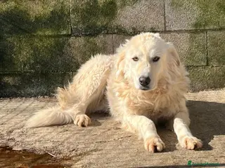 Meticcio cani SOLE sui 6anni tranquillo e pacato a Provincia di Lucca - Annuncio 21