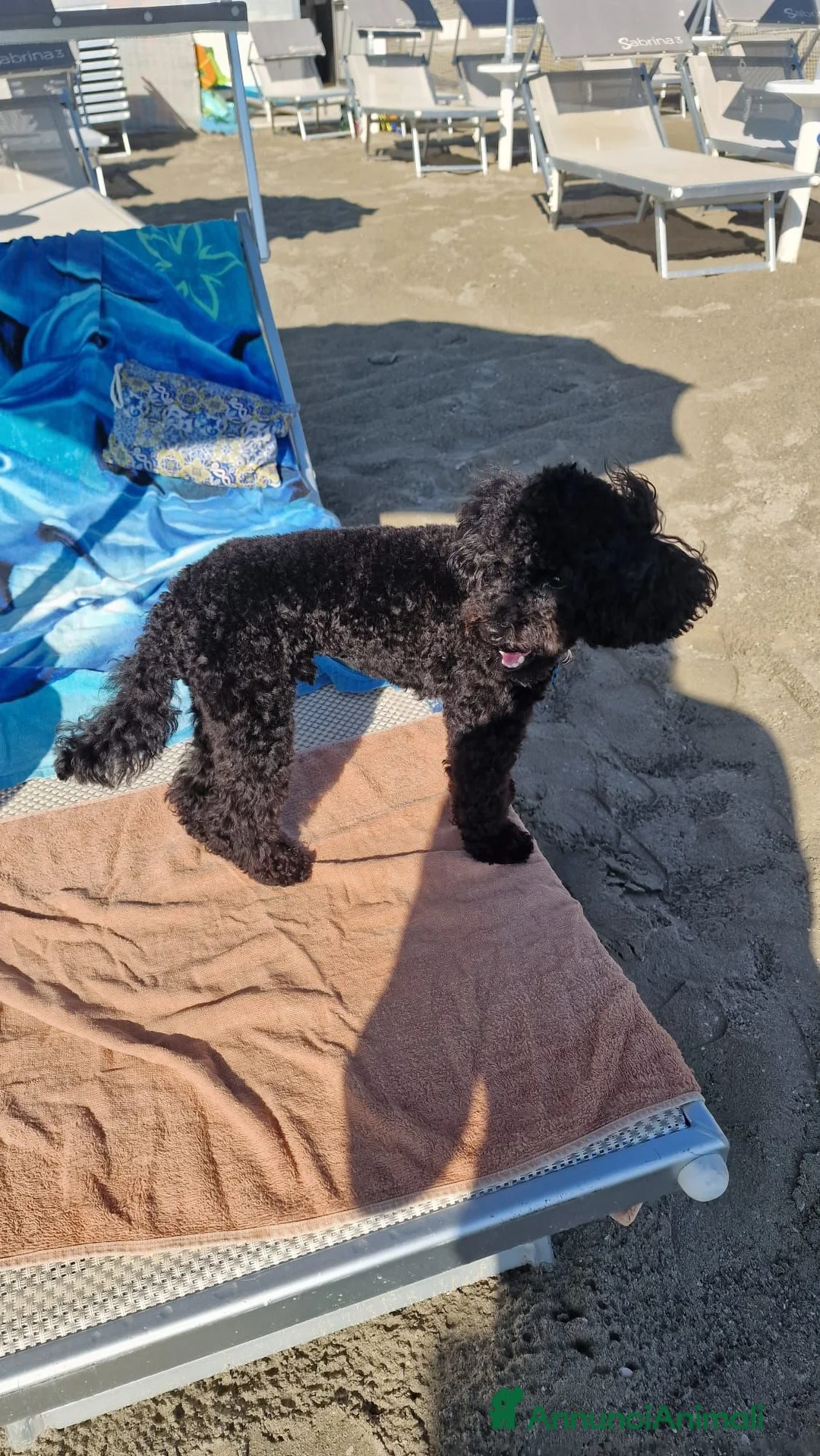 Barboncino Toy cani per accoppiamento: BARBONCINO TOY disponibile per accoppiamento  - Annuncio 5