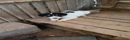 Meticcio cani in regalo: Tim e Kia! (25kg-2 mesi)  - Annuncio 3