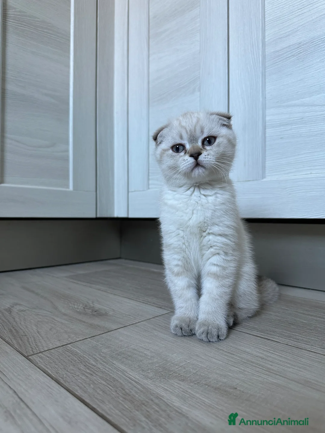 Scottish gatti in vendita: Femminuccia di razza Scottish Fold - Annuncio 2