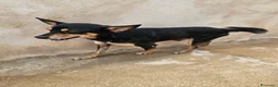 Pinscher Tedesco cani in regalo: Philips: pinscherino socievole. Lo cedono  - Annuncio 11
