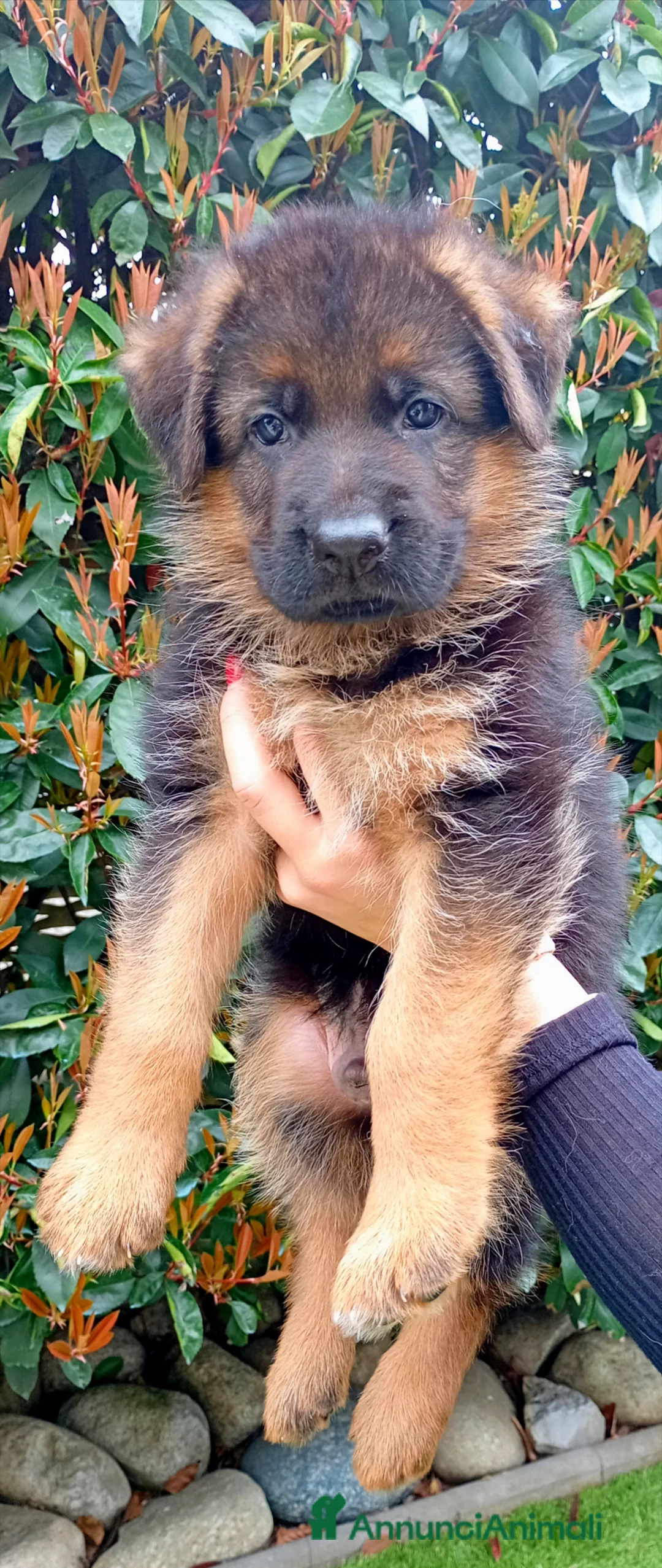 Pastore Tedesco cani in vendita: Pastore tedesco a pelo corto  - Annuncio 1