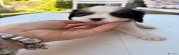 Cavalier King cani in vendita: Cavalier tricolore  - Annuncio 2