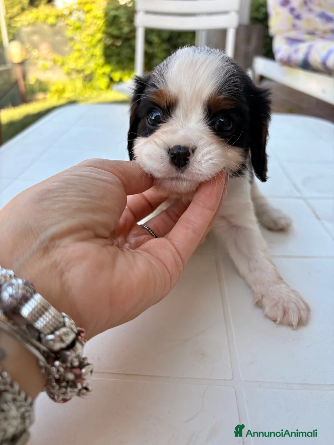 Cavalier King cani in vendita: Cavalier tricolore  - Annuncio 2