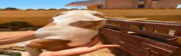 Bulldog cani in vendita: Cuccioli di bulldog americano  a Libero consorzio comunale di Agrigento - Annuncio 22