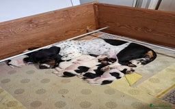 Bassethound cani in vendita: Bassethound  - Immagine 2