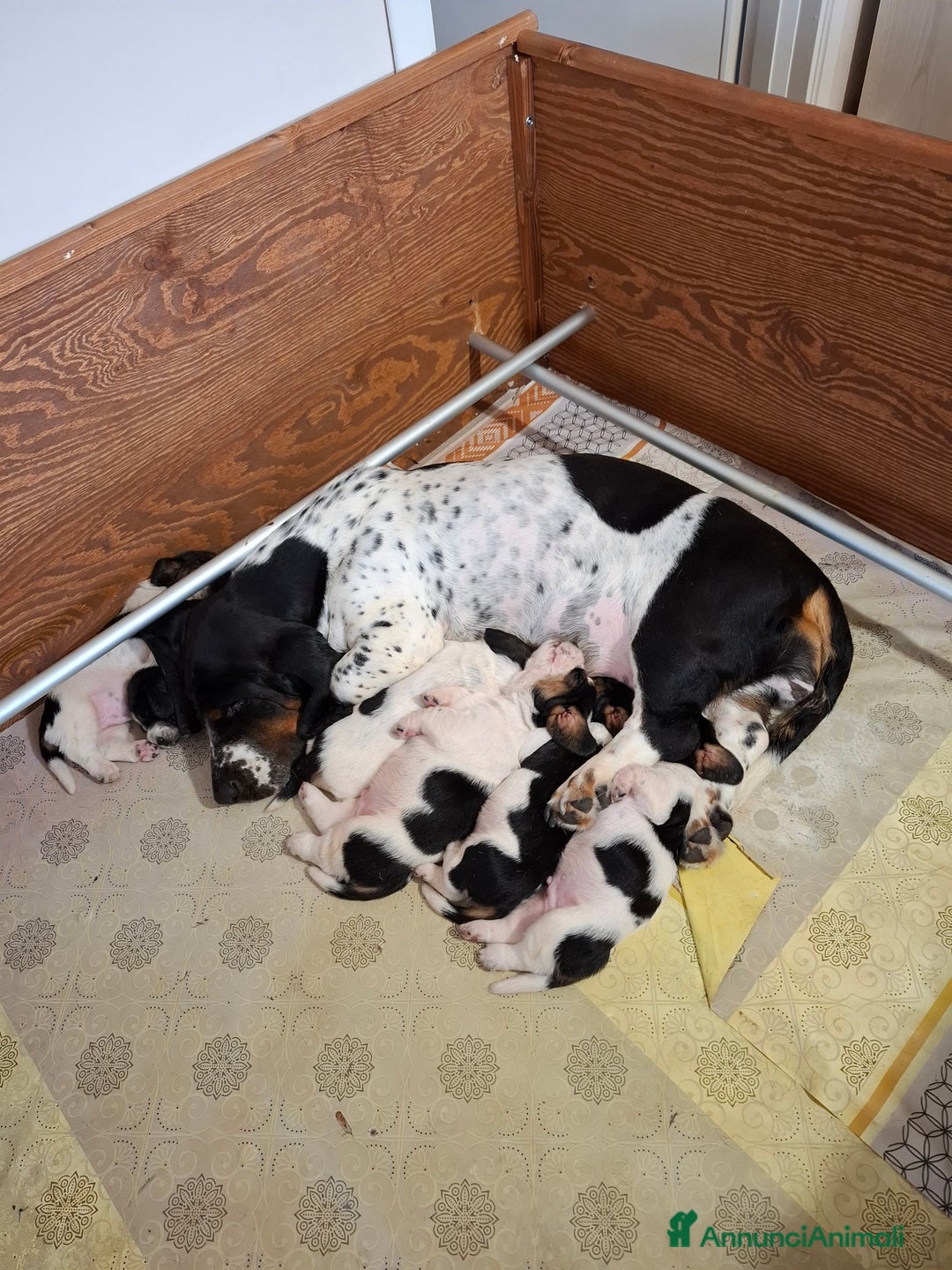 Bassethound cani in vendita: Bassethound  - Immagine 2