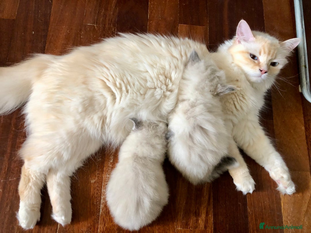 Siberiano gatti in vendita: Cuccioli di Gatto Siberiano Ipoallergenico a Provincia di Varese - Immagine 17