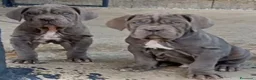 Mastino Napoletano cani in vendita: Mastino napoletano  - Annuncio 6