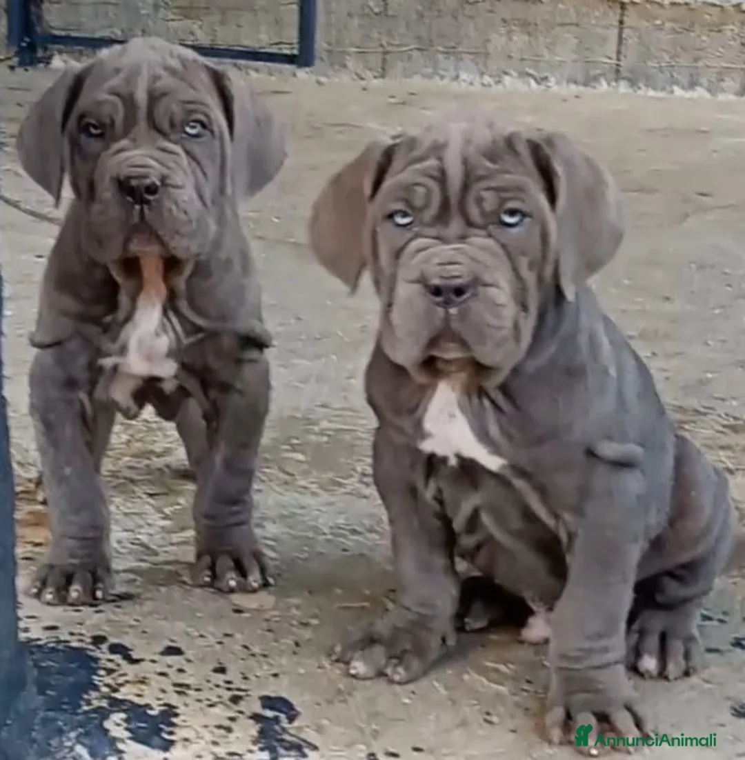 Mastino Napoletano cani in vendita: Mastino napoletano  - Annuncio 6