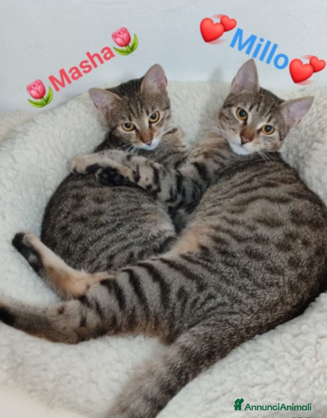 Europeo gatti 2mici tigrati grigi 7mesi e 1/2 SOS CASA BARI - Annuncio 6