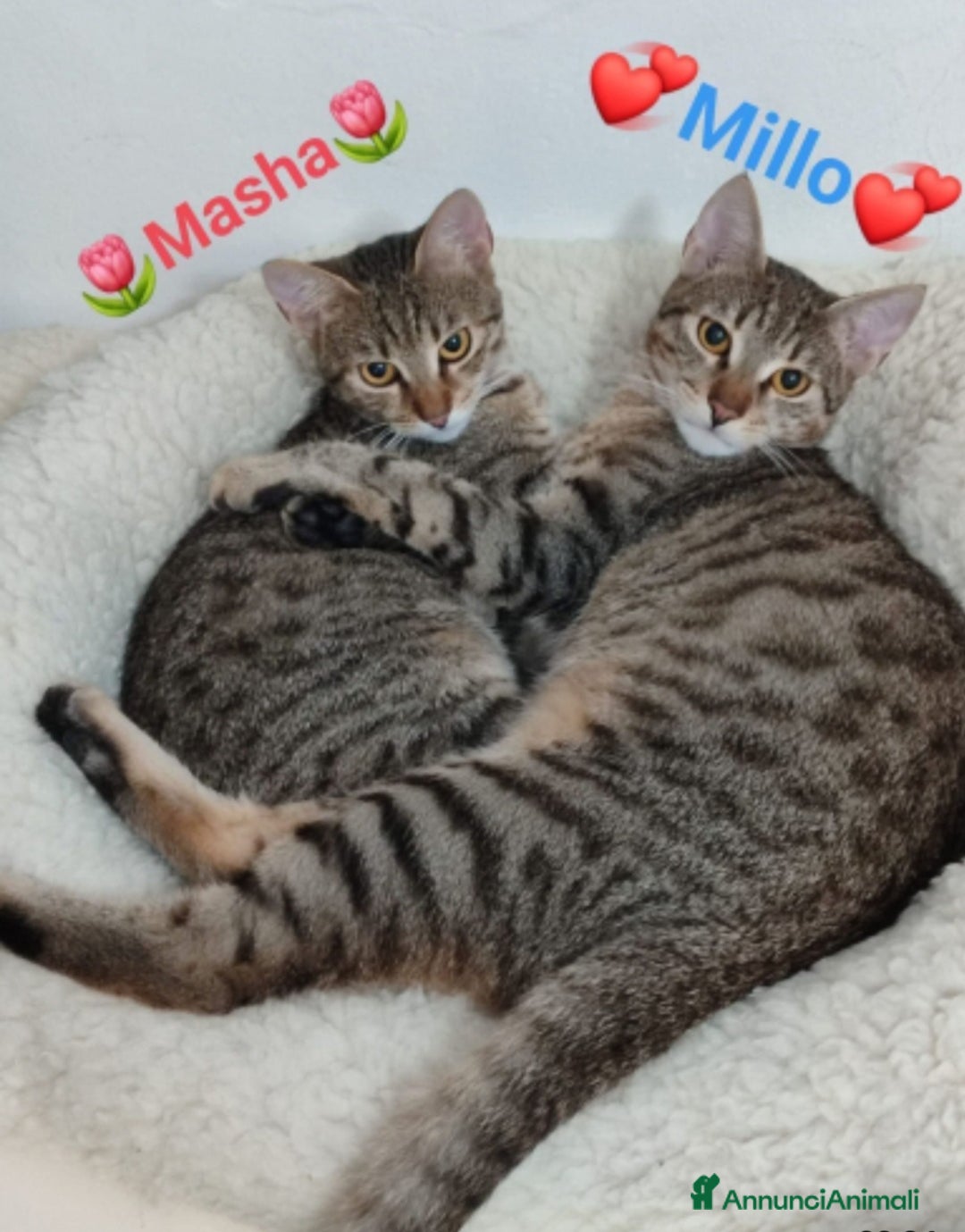 Europeo gatti in regalo: 2mici tigrati grigi 7mesi e 1/2 SOS CASA BARI - Annuncio 1