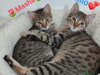 Europeo gatti 2mici tigrati grigi 7mesi e 1/2 SOS CASA BARI - Annuncio 6