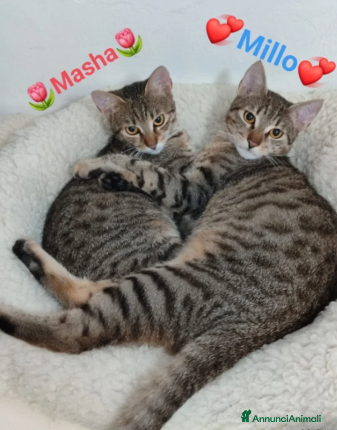 Europeo gatti in regalo: 2mici tigrati grigi 7mesi e 1/2 SOS CASA BARI - Annuncio 1