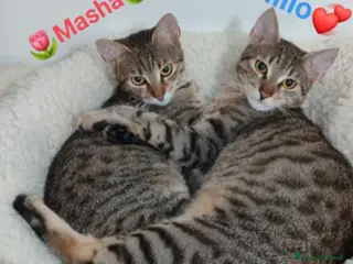 Europeo gatti 2mici tigrati grigi 7mesi e 1/2 SOS CASA BARI - Annuncio 35