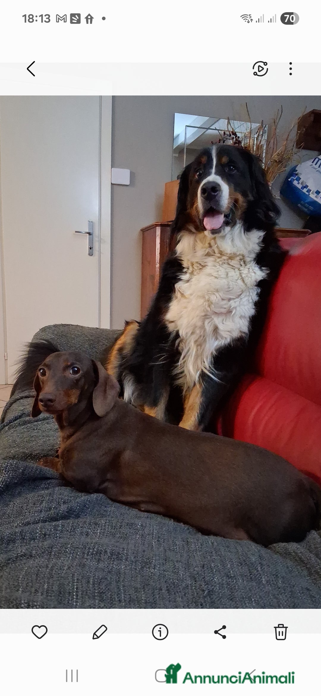 Bovaro del Bernese cani Cerco maschio per accoppiamento  - Annuncio 1