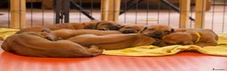 Rhodesian Ridgeback cani in vendita: Wid Gees Litter - Annuncio 27