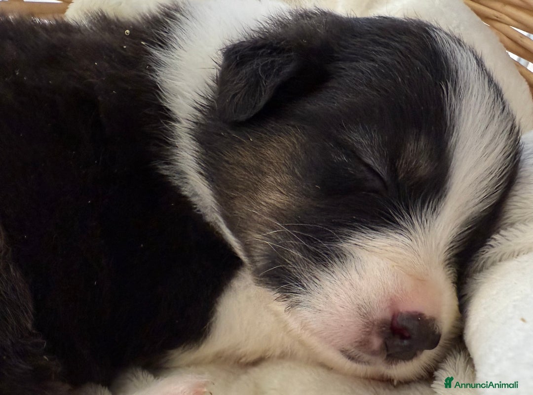 Australian Shepherd cani in vendita: Cuccioli Australian Shepherd / Pastore Australiano - Annuncio 6