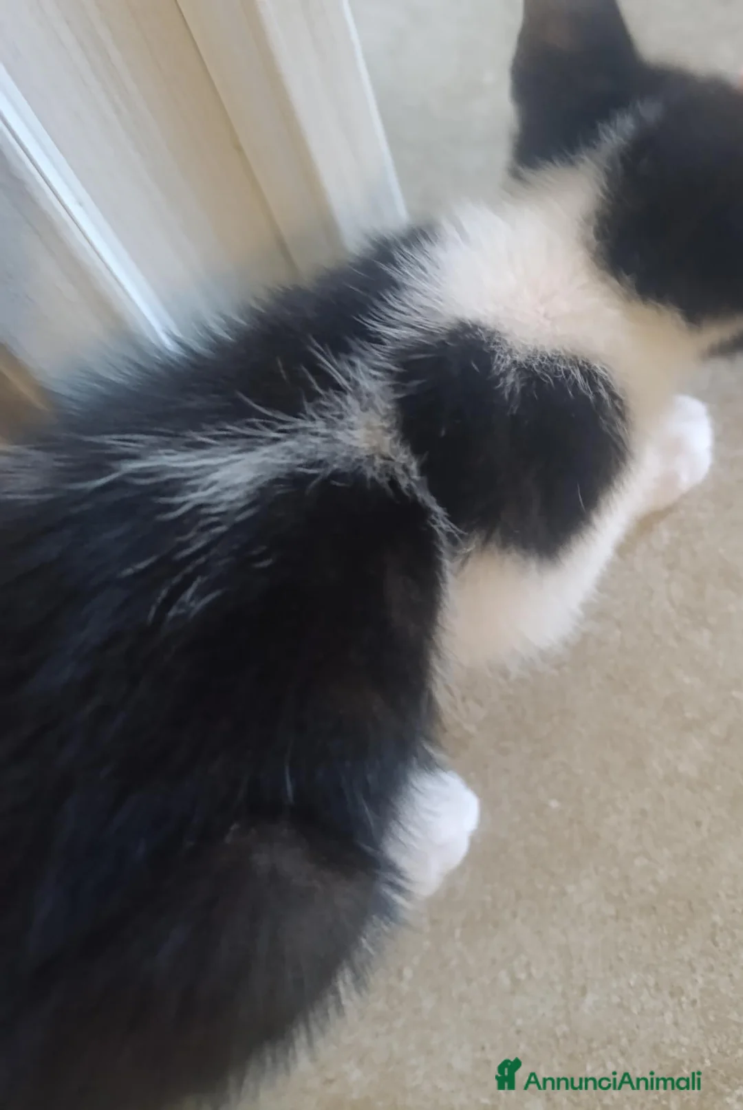 Meticcio gatti in vendita: Gattino tuxedo di 2 mesi - Annuncio 2
