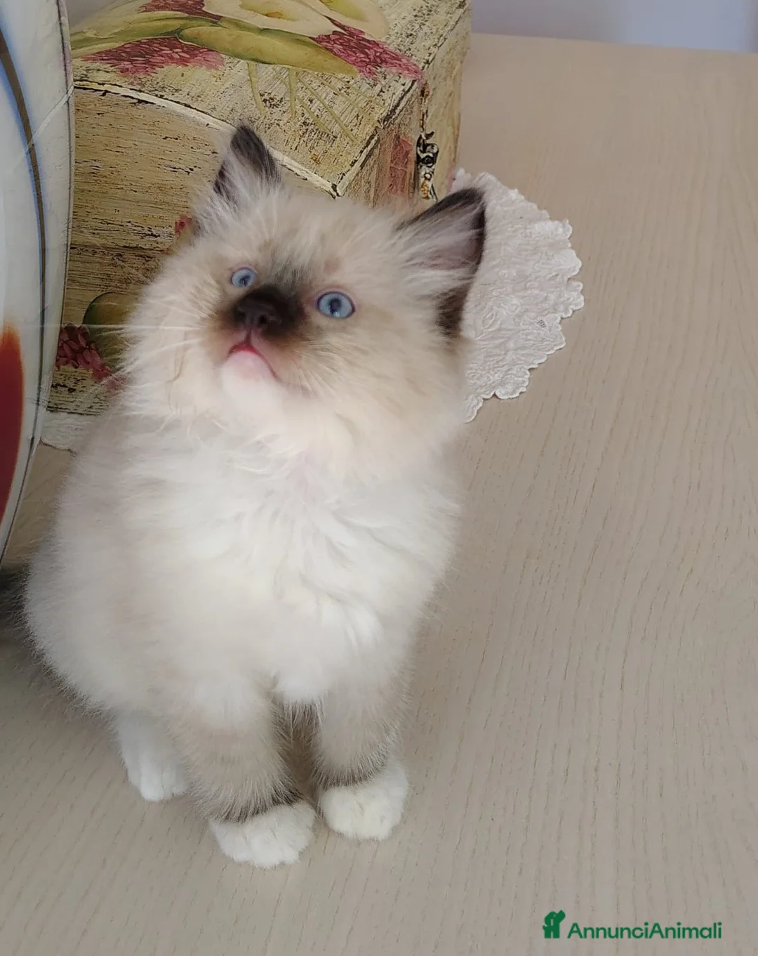 Ragdoll gatti in vendita: Cuccioli Ragdoll  - Annuncio 4