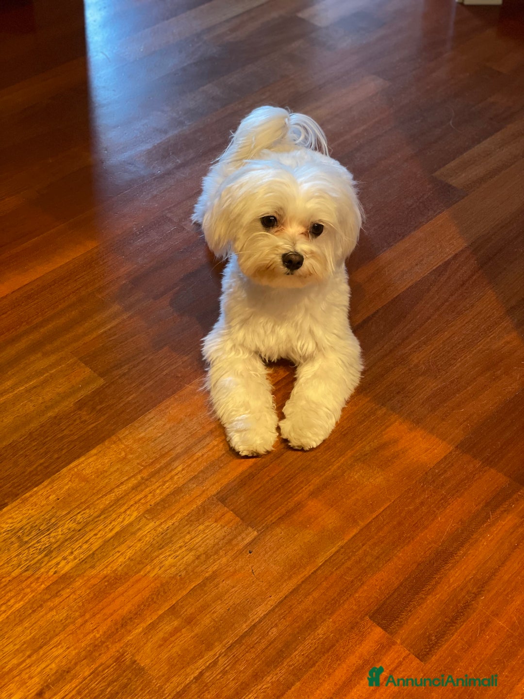 Maltese cani per accoppiamento: Cerco maltese femmina per Coco  - Annuncio 2