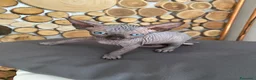 Sphynx gatti in vendita: Cuccioli Sphynks  - Annuncio 18