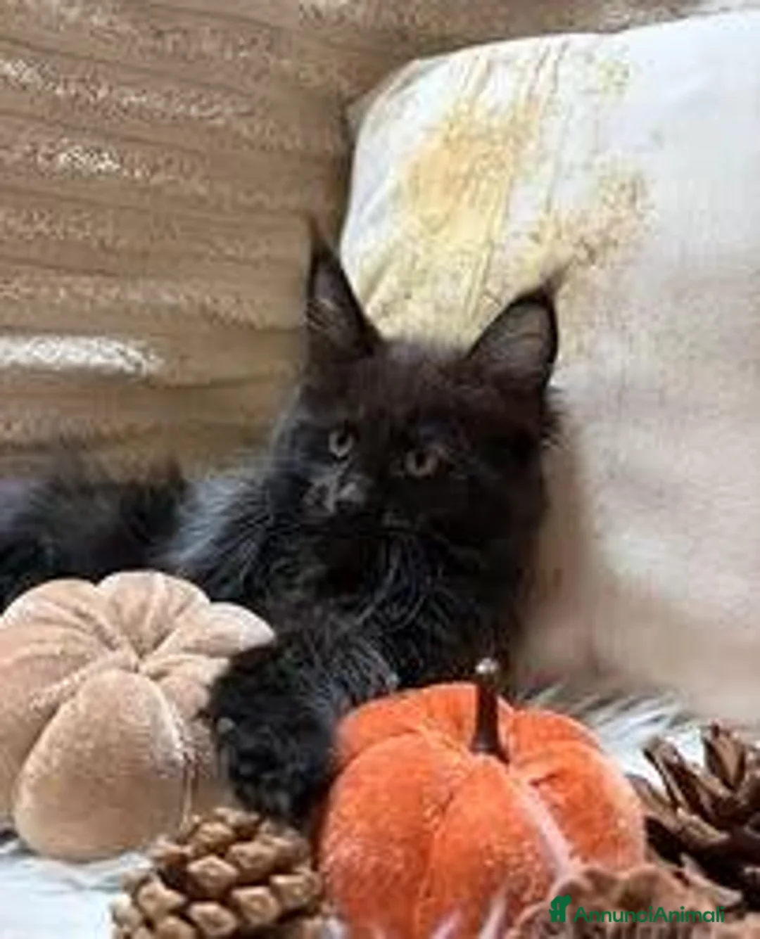 Maine Coon gatti in vendita: Cucciole Maine coon - Annuncio 2