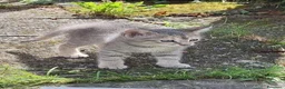 Europeo gatti in regalo: Gattino di 9 settimane cerca casa  a Provincia di Treviso - Annuncio 1