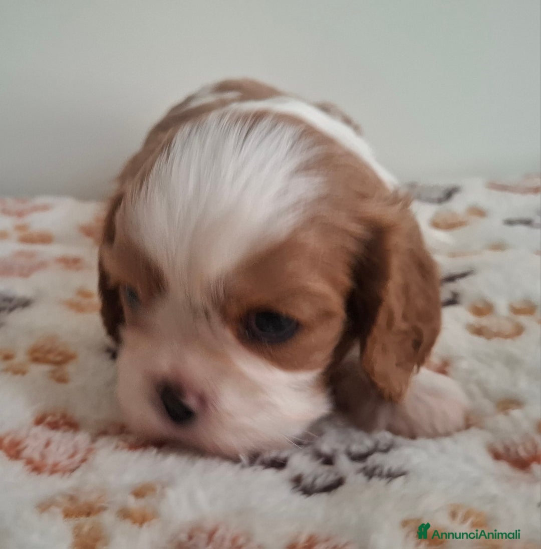 Cavalier King cani in vendita: Cucciole di Cavalier king blenheim con pedigree - Annuncio 3