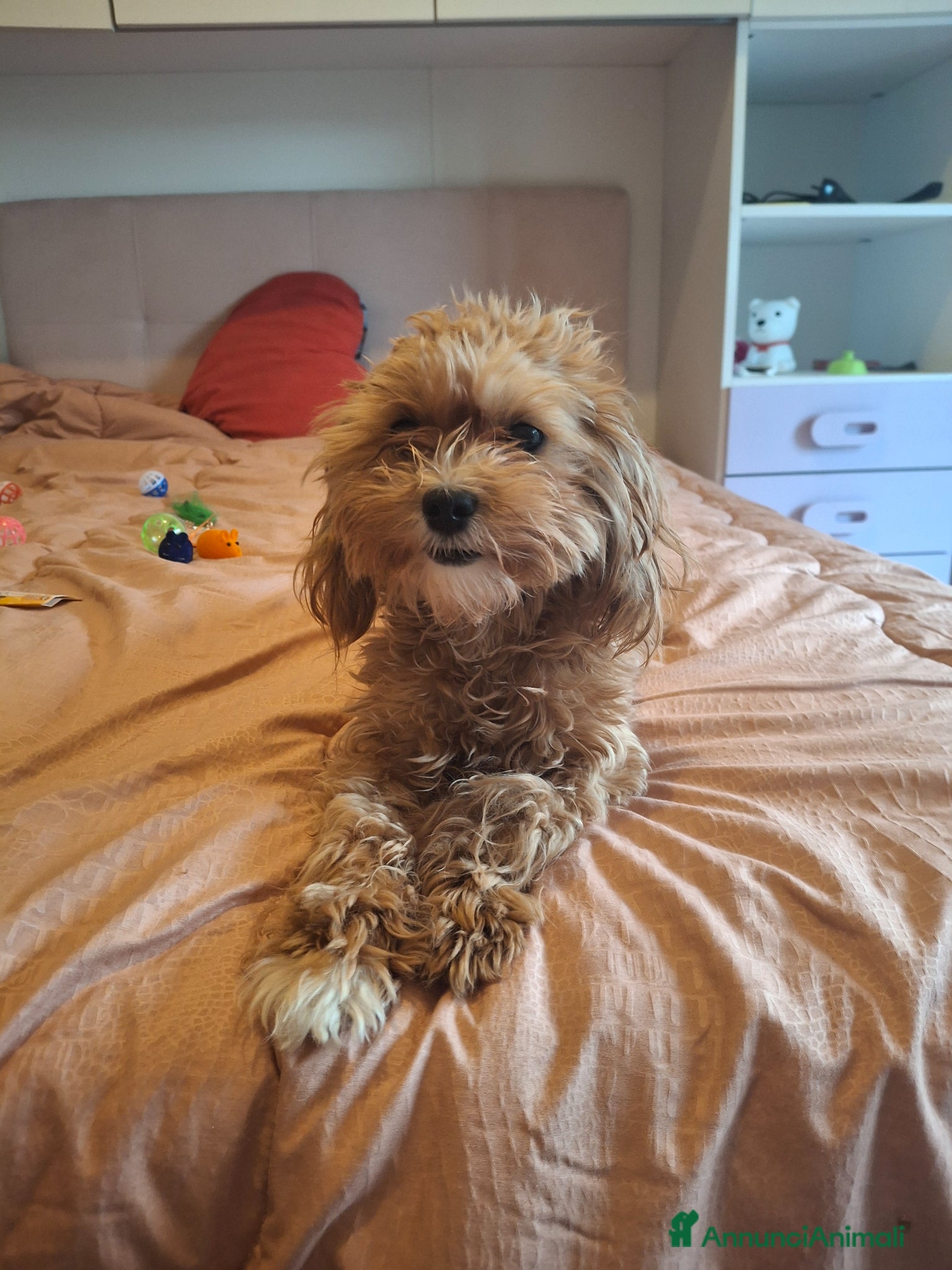 Maltipoo cani Cuccioli di Maltipoo - Annuncio 1