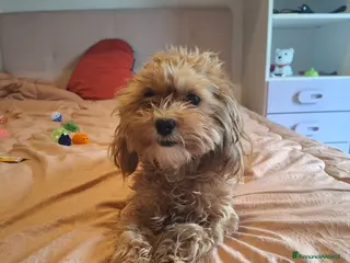 Maltipoo cani Cuccioli di Maltipoo - Annuncio 1