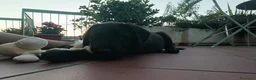 Labrador cani in vendita: Cuccioli di Labrador Retriever  nwri - Annuncio 4