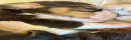 Beagle cani in vendita: Beagle con pedigree - Annuncio 4