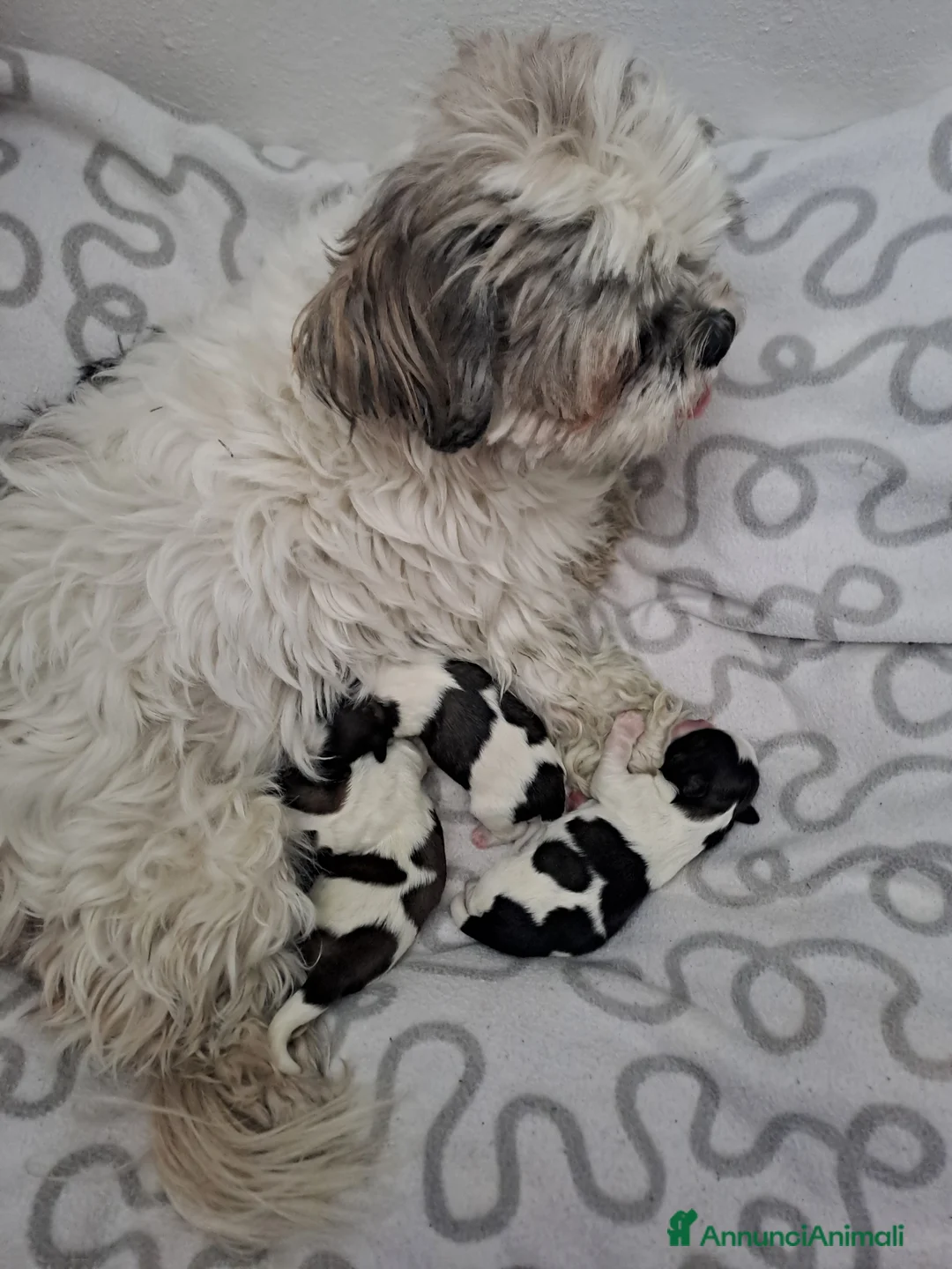 Shih Tzu cani in vendita: Shitsu  - Annuncio 2