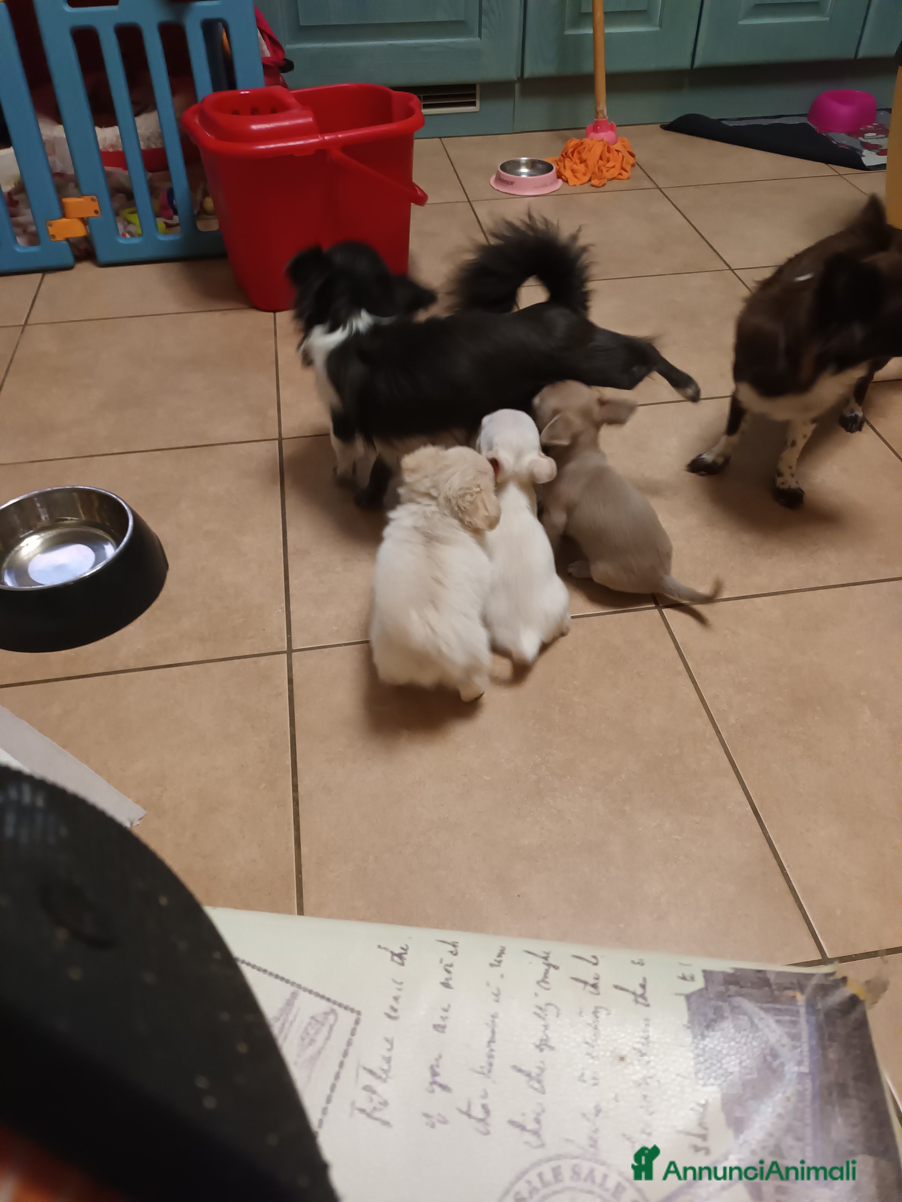 Chihuahua cani Chihuahua con pedigree maschietti  - Annuncio 1