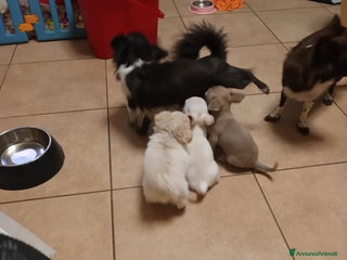 Chihuahua cani Chihuahua con pedigree maschietti - Annuncio 1