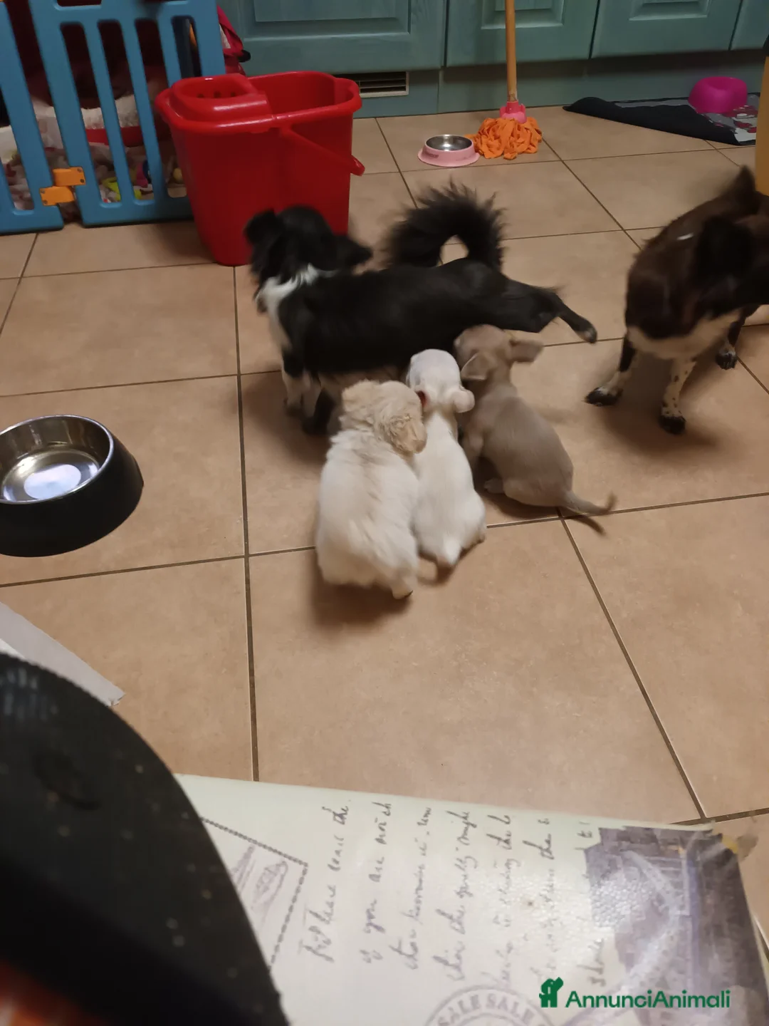 Chihuahua cani in vendita: Chihuahua con pedigree maschietti  - Annuncio 1