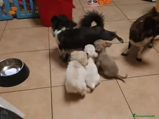 Chihuahua cani Chihuahua con pedigree maschietti - Annuncio 23