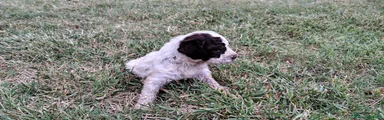 Lagotto 1