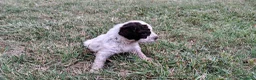 Lagotto cani in vendita: Lagotto Romagnolo con Pedigree - Annuncio 14