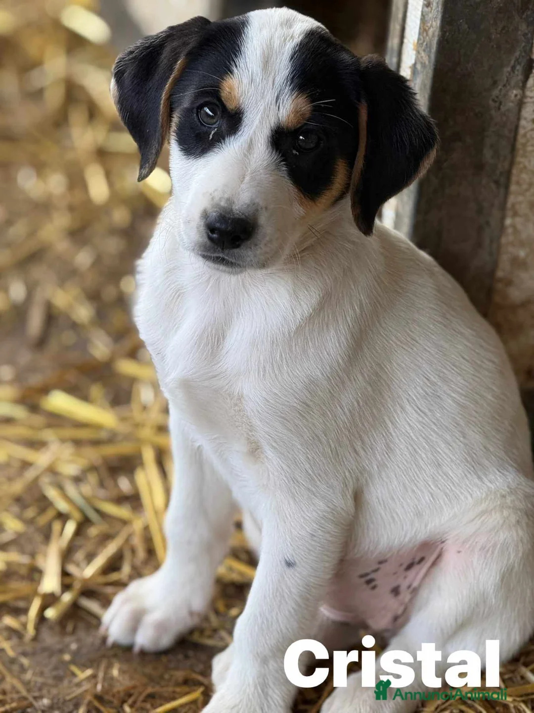 Meticcio cani in regalo: 5 dolcissime cucciole coccolone! TG MEDIA. - Annuncio 1