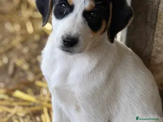 Meticcio cani 5 dolcissime cucciole coccolone! TG MEDIA. - Annuncio 27