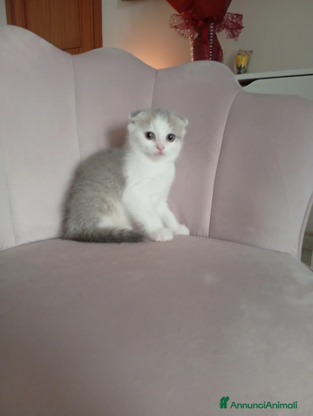 Scottish gatti in vendita: Scottish fold - Annuncio 2
