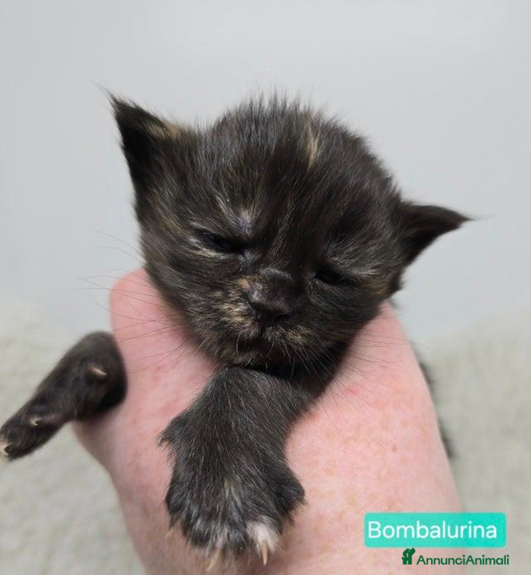 Maine Coon gatti in vendita: Gattini Maine Coon GRANDI Blu/Nero Tortie/Tabby - Annuncio 3