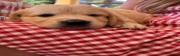 Golden Retriever cani in vendita: Cucciole di golden retriver linea inglese - Annuncio 4