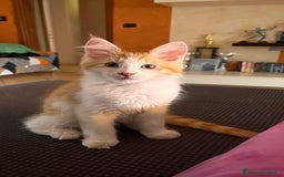 Maine Coon gatti in vendita: Ultimo Cucciolo disponibile a Città Metropolitana di Torino - Immagine 1