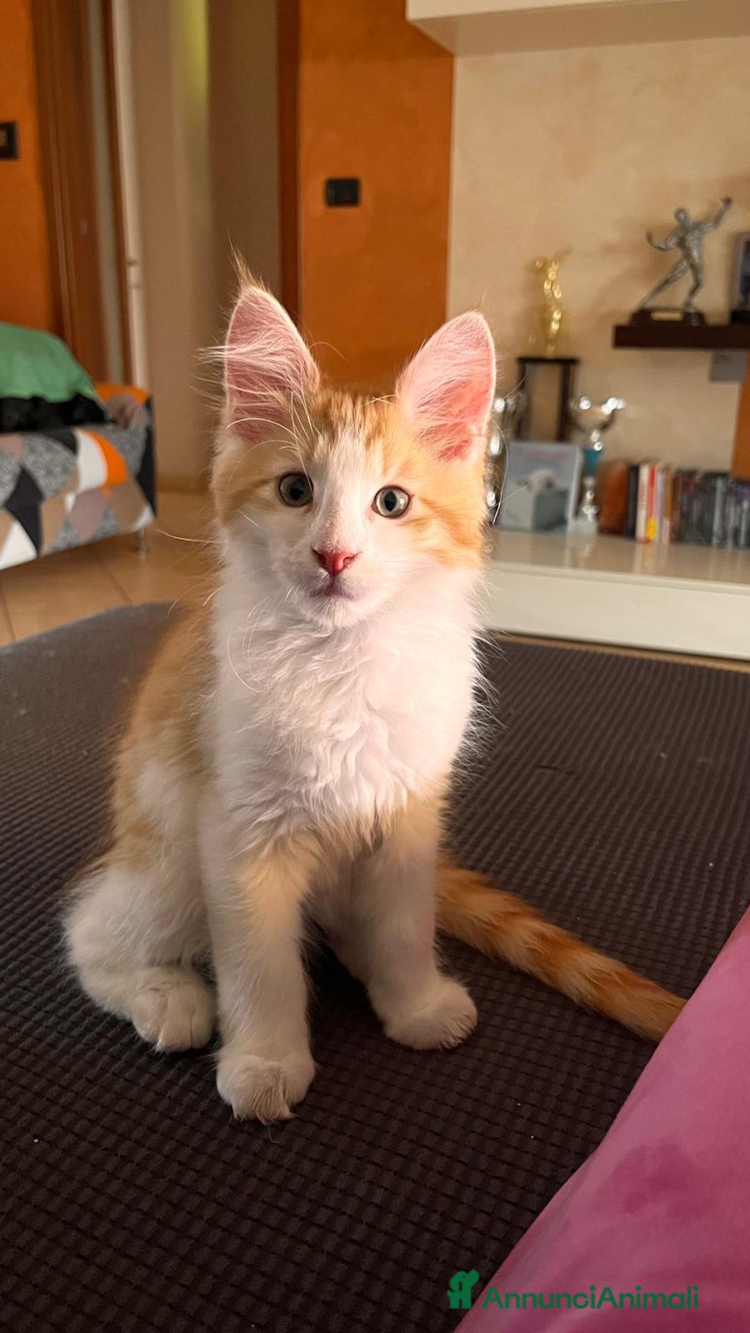 Maine Coon gatti in vendita: Ultimo Cucciolo disponibile a Città Metropolitana di Torino - Immagine 1
