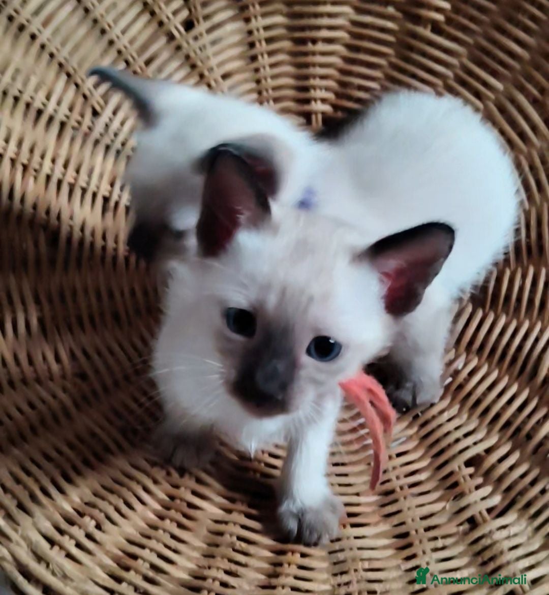 Thai gatti Siamese tradizionale, Thai microchip Pedigree  - Annuncio 17